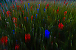 Im Mohn- und Korn-rausch