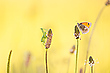 In der Wiese