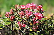 Alpenrosen
