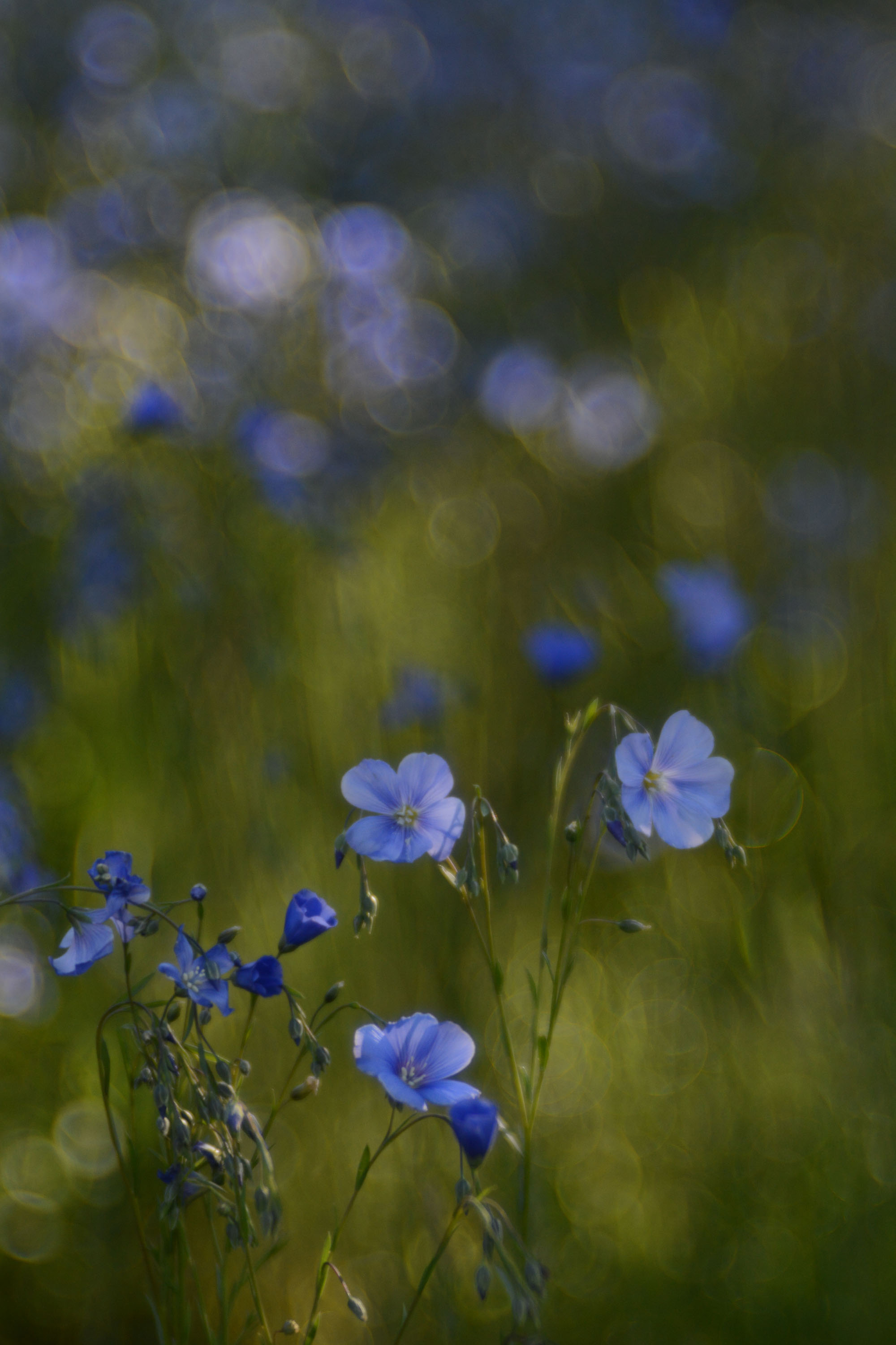 Flachsblüten