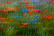 Feldblumenimpression