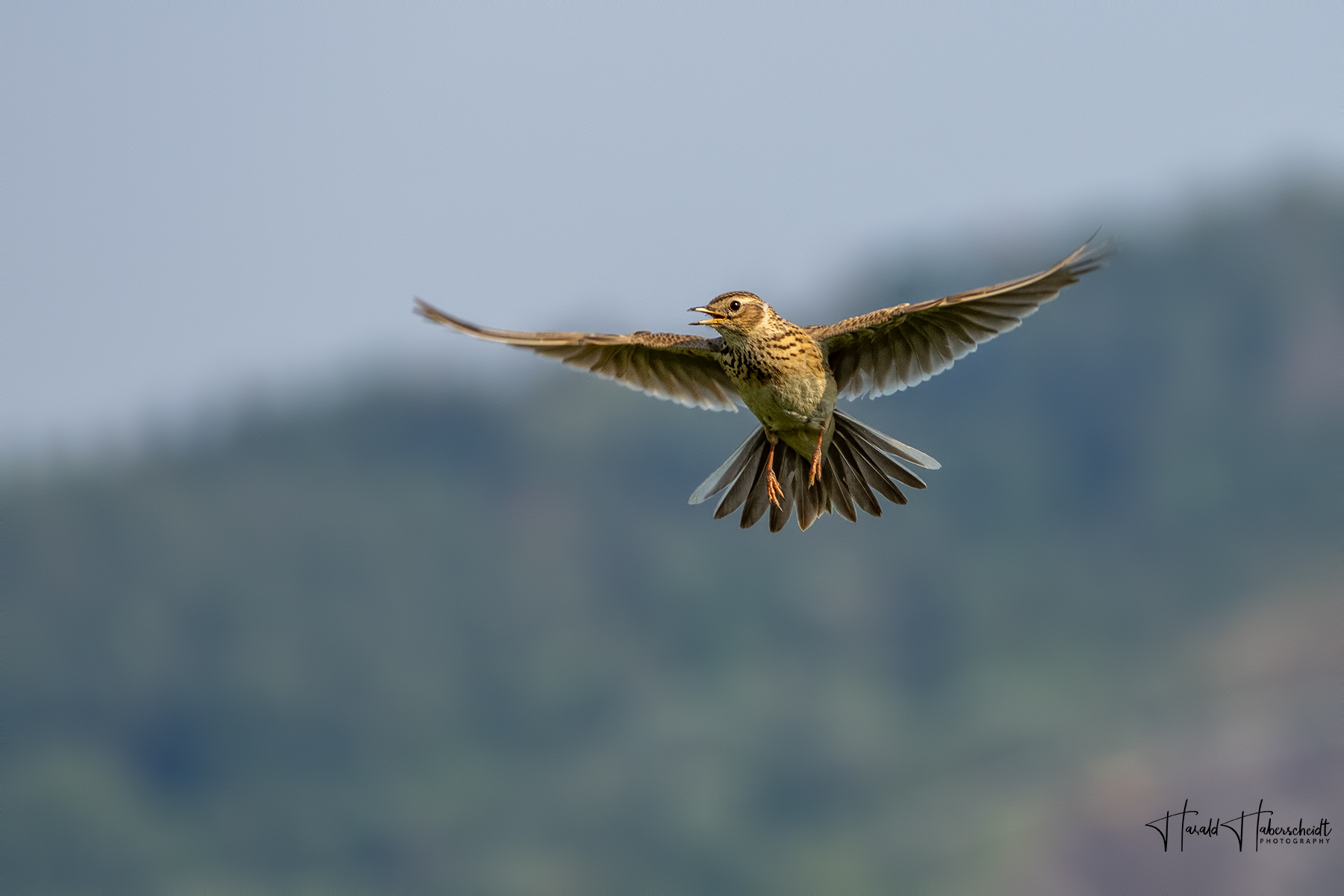 Singende Feldlerche im Sinkflug