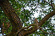 In der alten Eiche