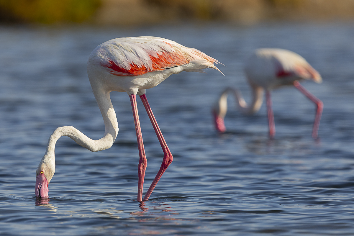 Rosaflamingo – Phoenicopterus roseus