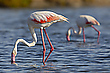 Rosaflamingo – Phoenicopterus roseus
