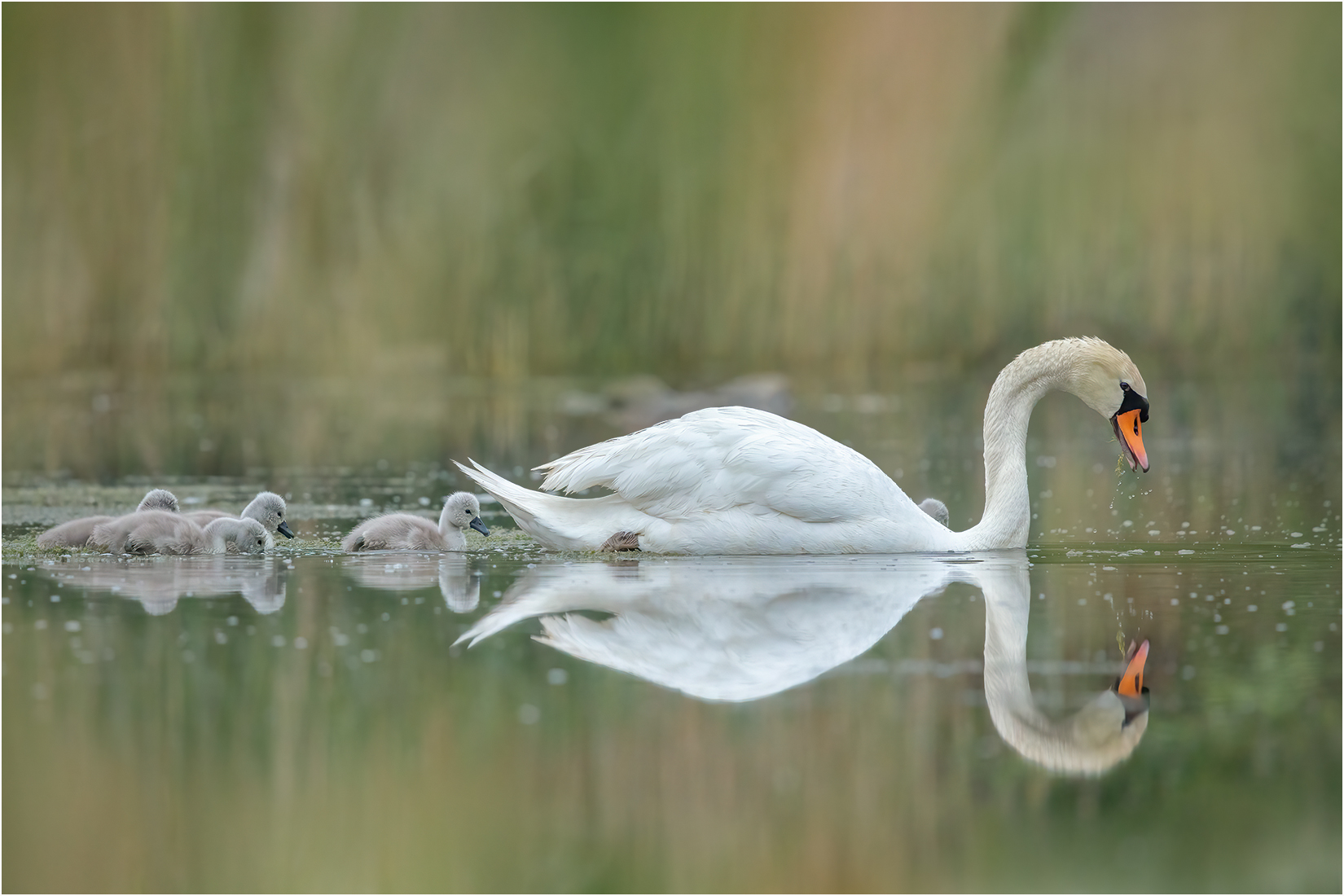 Familie Schwan