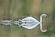 Familie Schwan