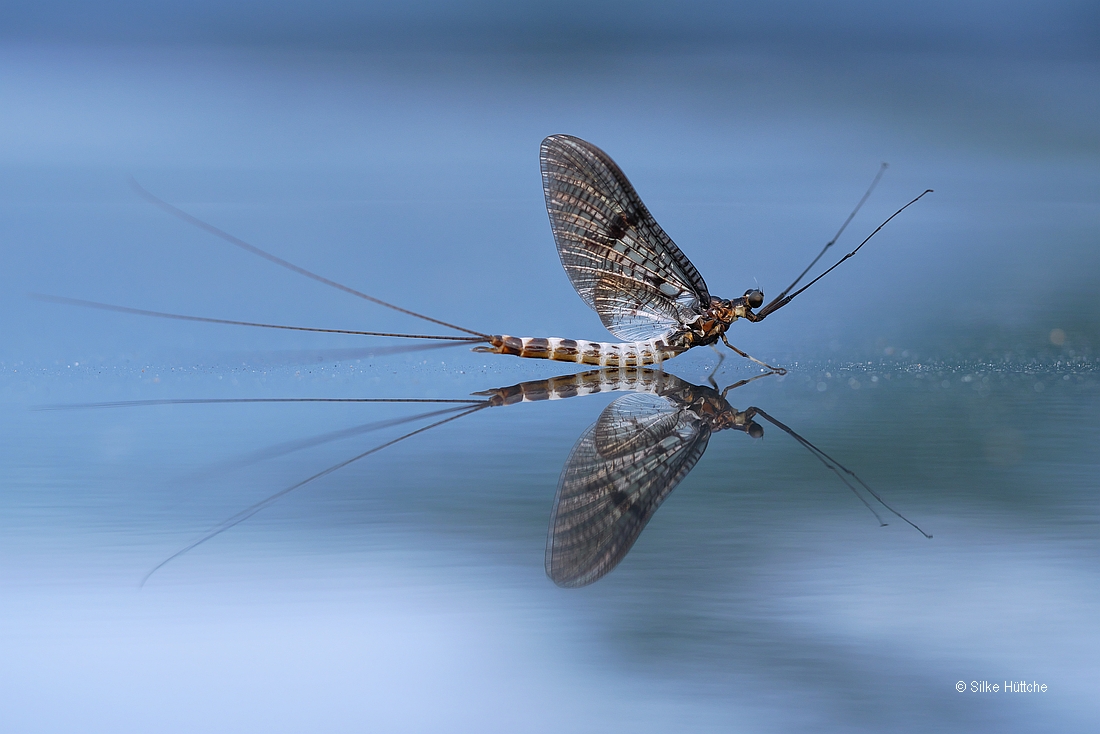Eintagsfliege (Forum für Naturfotografen)