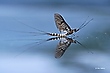 Eintagsfliege