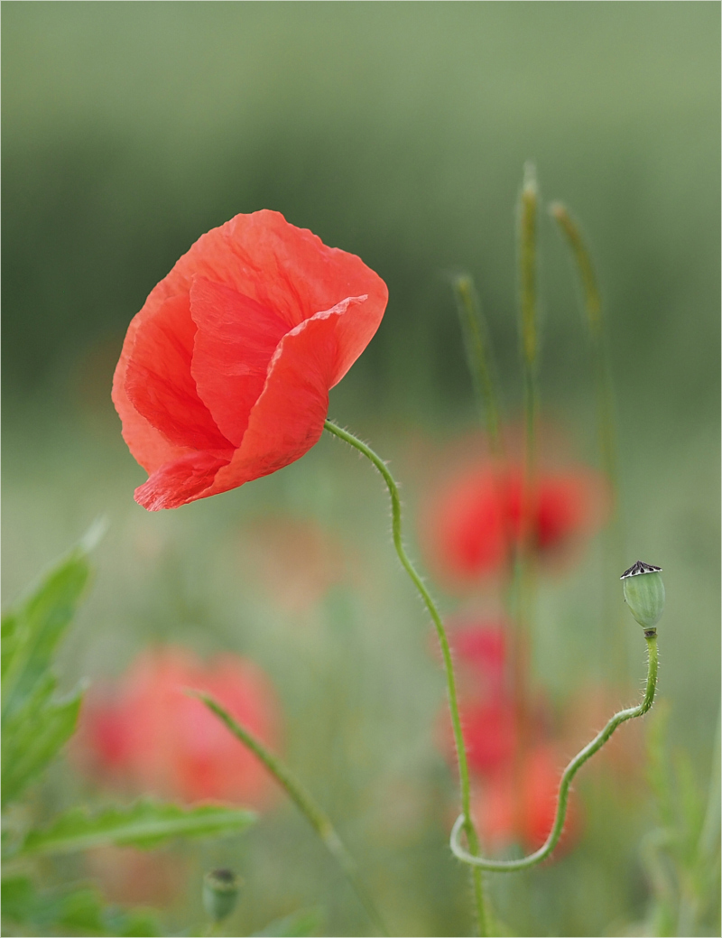 Mohn