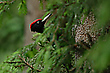 Schwarzspecht