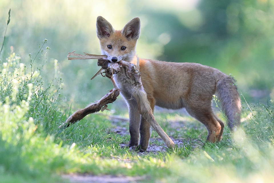 Jungfuchs mit Kitzläufen