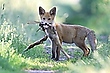 Jungfuchs mit Kitzläufen