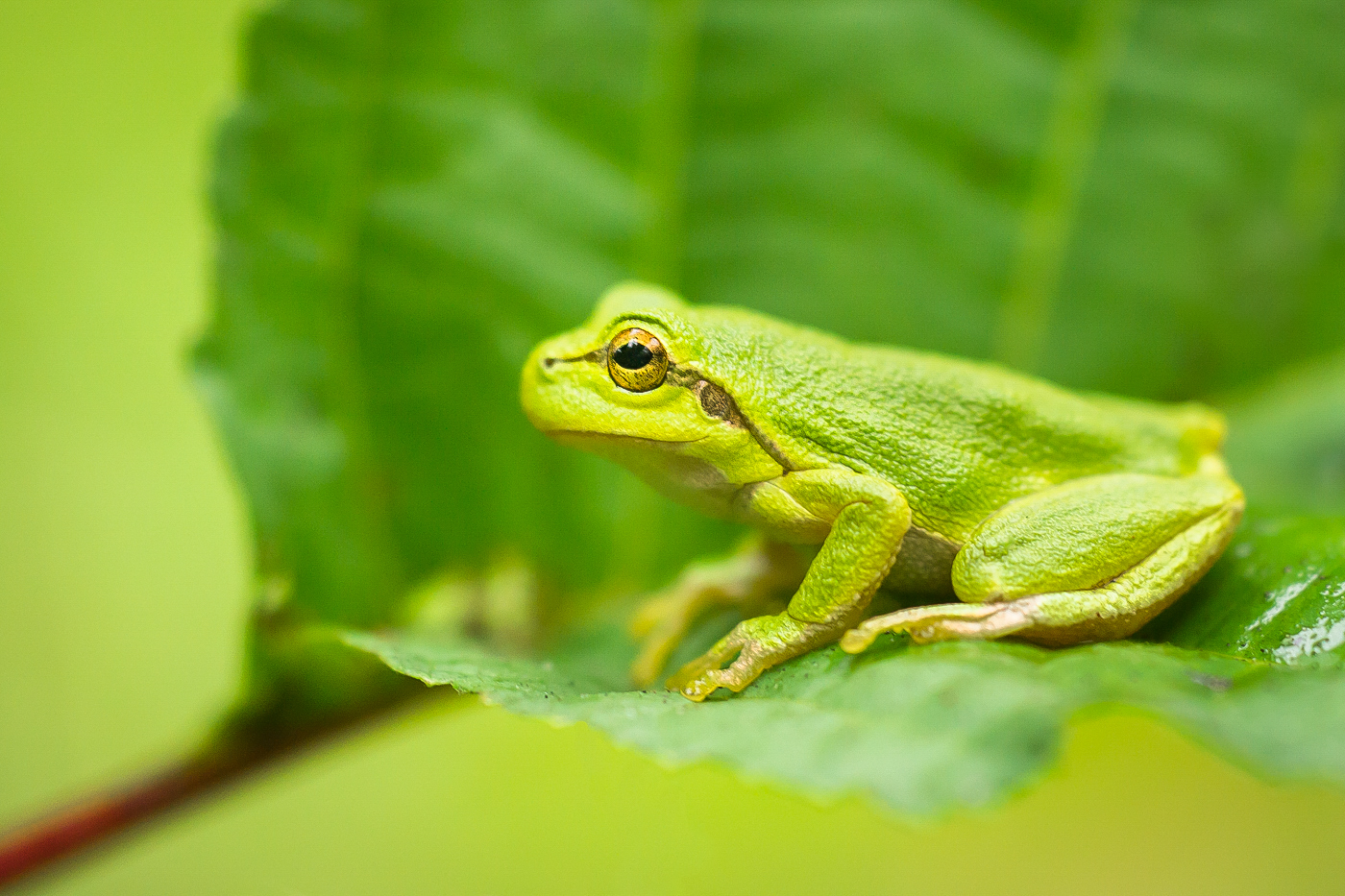 Ein Frosch