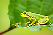 Ein Frosch