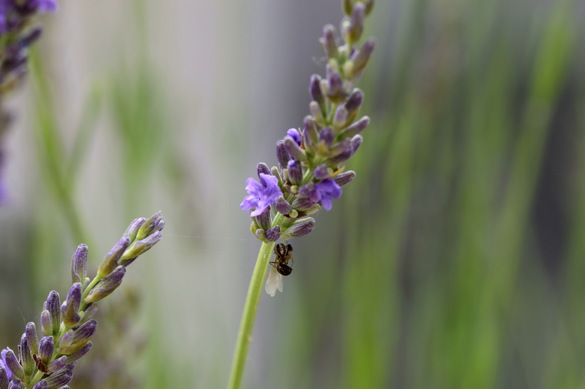 Lavendel mit Ameise