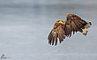 Seeadler im Anflug
