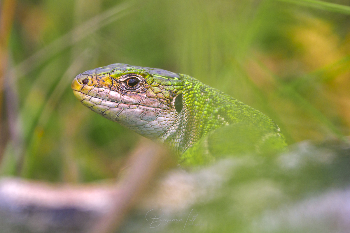 Lacerta bilineata