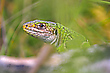 Lacerta bilineata