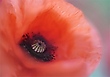 Der Mohn ist aufgegangen