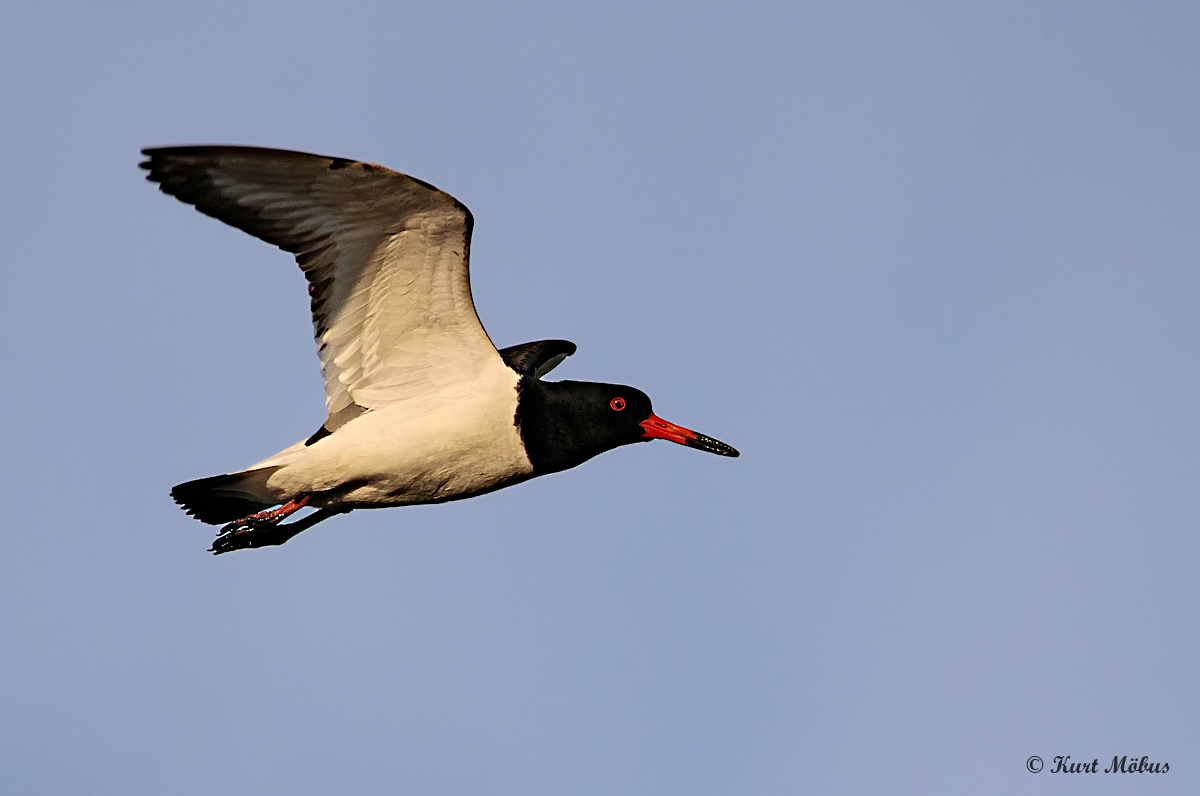 Austernfischer im Flug