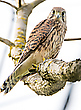 Junger Turmfalke
