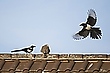 Junger Turmfalke...