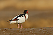 Brandgans – Tadorna tadorna