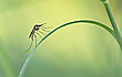 ____kleiner Blutsauger_____