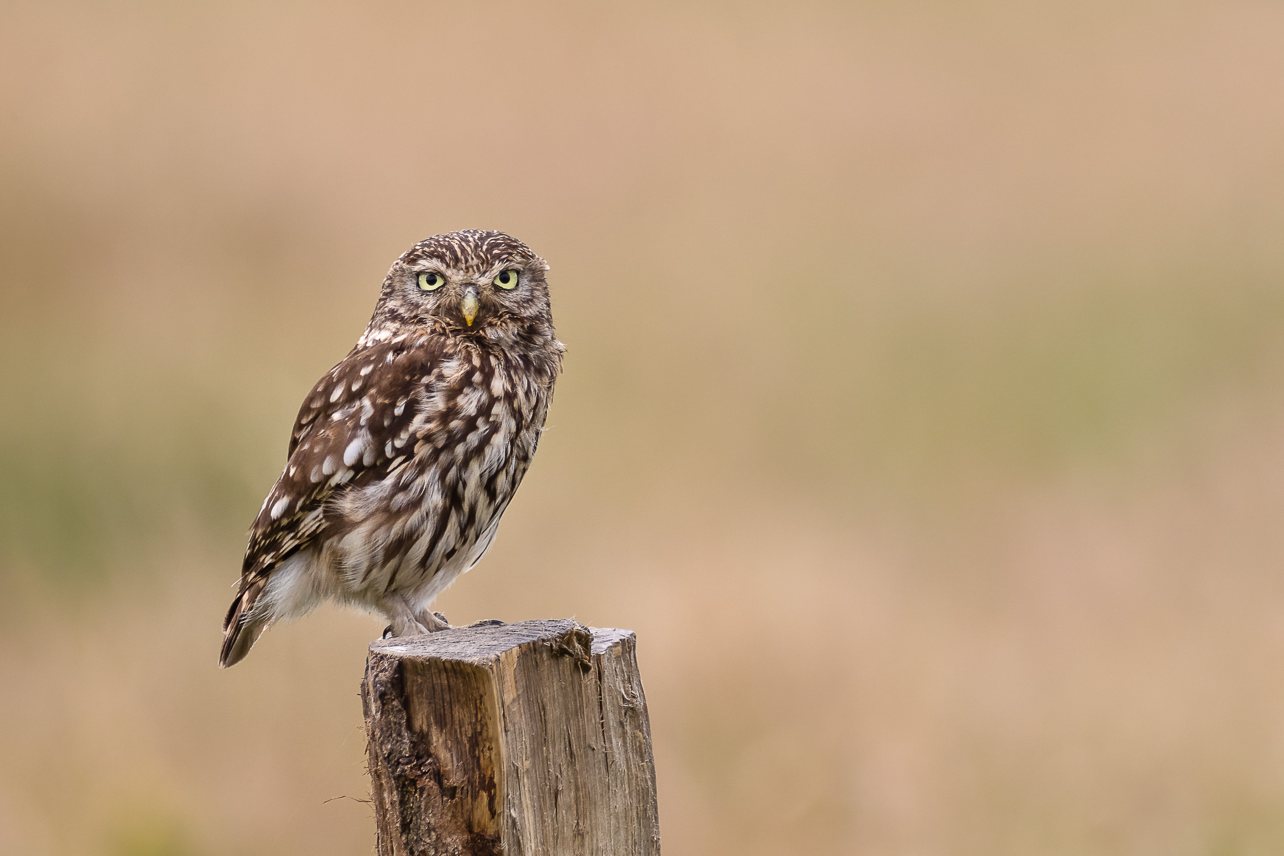 Steinkauz (Athene noctua)