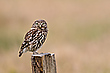 Steinkauz (Athene noctua)