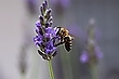 Fleisiges Bienchen