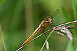 Midas-Libelle