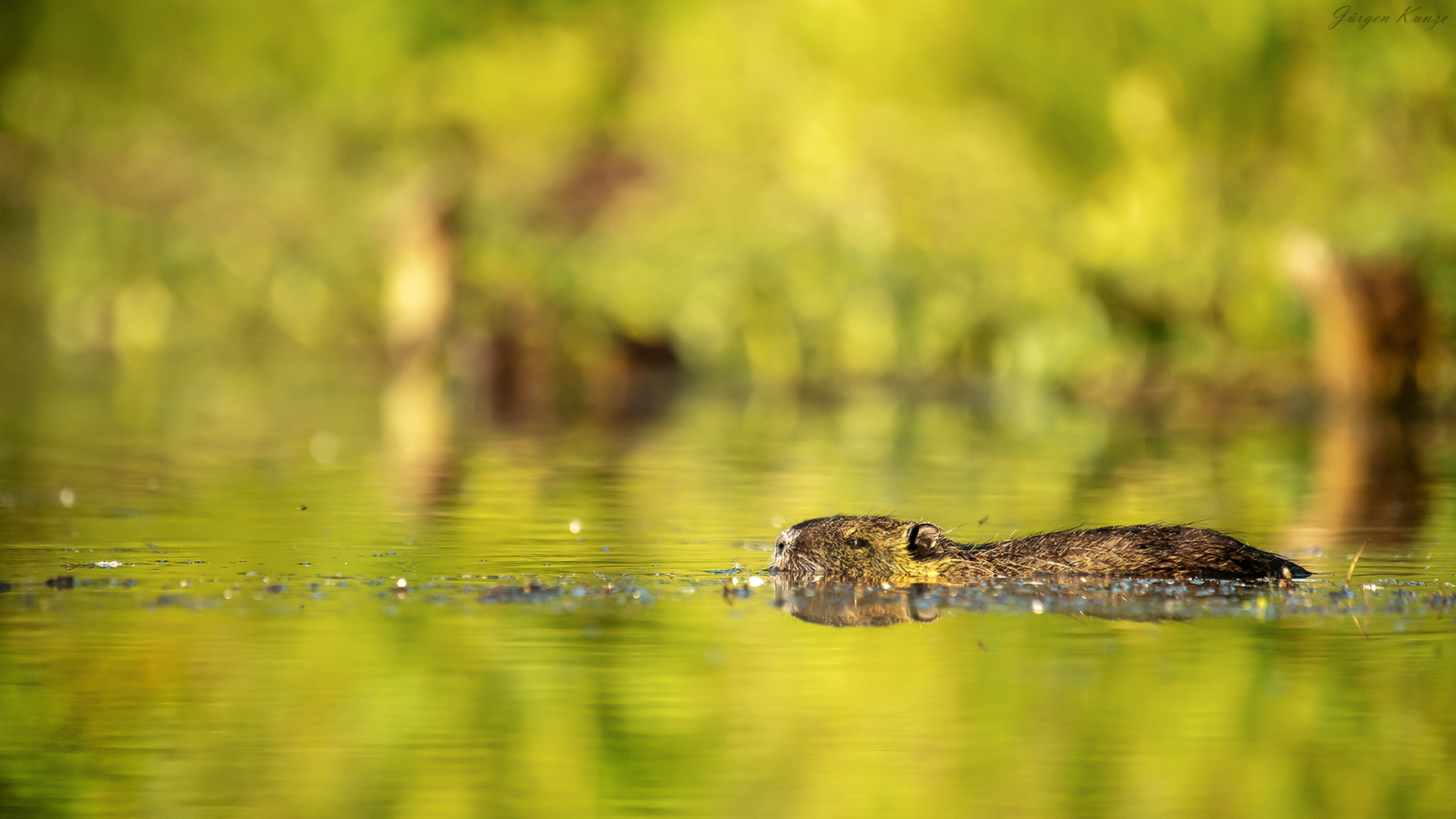 Nutria im Morgenlicht