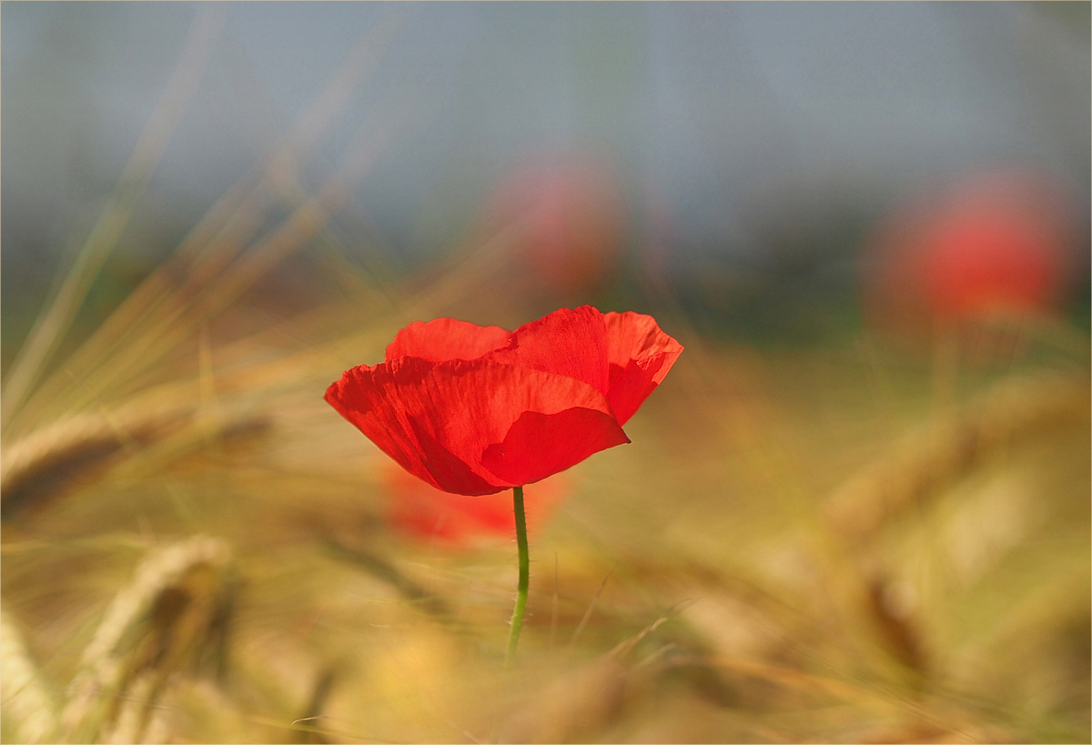 Mohn im Kornfeld