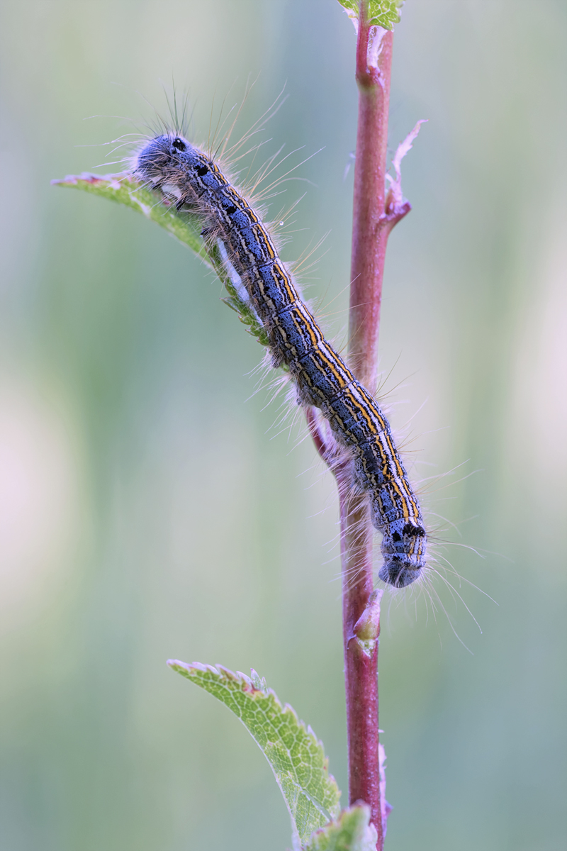 Kleine Raupe Nimmersatt.....