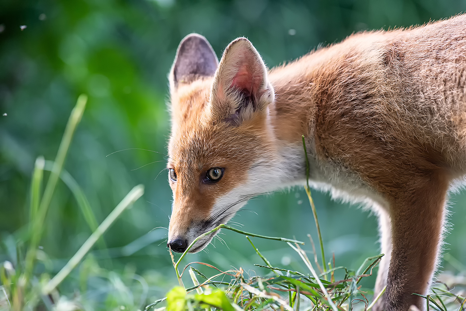 Jungfuchs