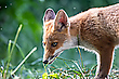 Jungfuchs