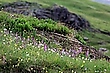 Naturparkwiesen