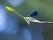 Blauflügel Prachtlibelle