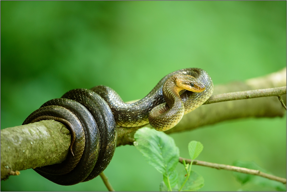 Aesculapian Snake (Forum für Naturfotografen)