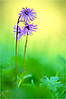 Alpen-Soldanelle (Soldanella alpina)