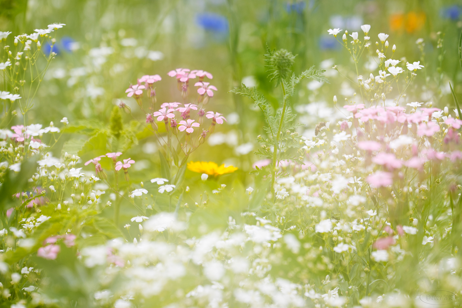 Farbige Sommerwiese