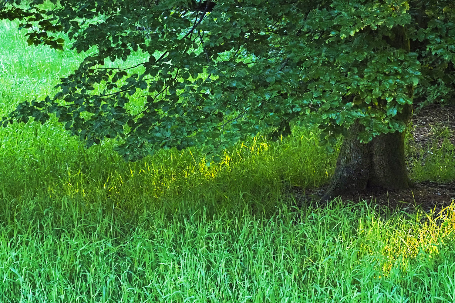 Erste Strahlen unterm Baum.