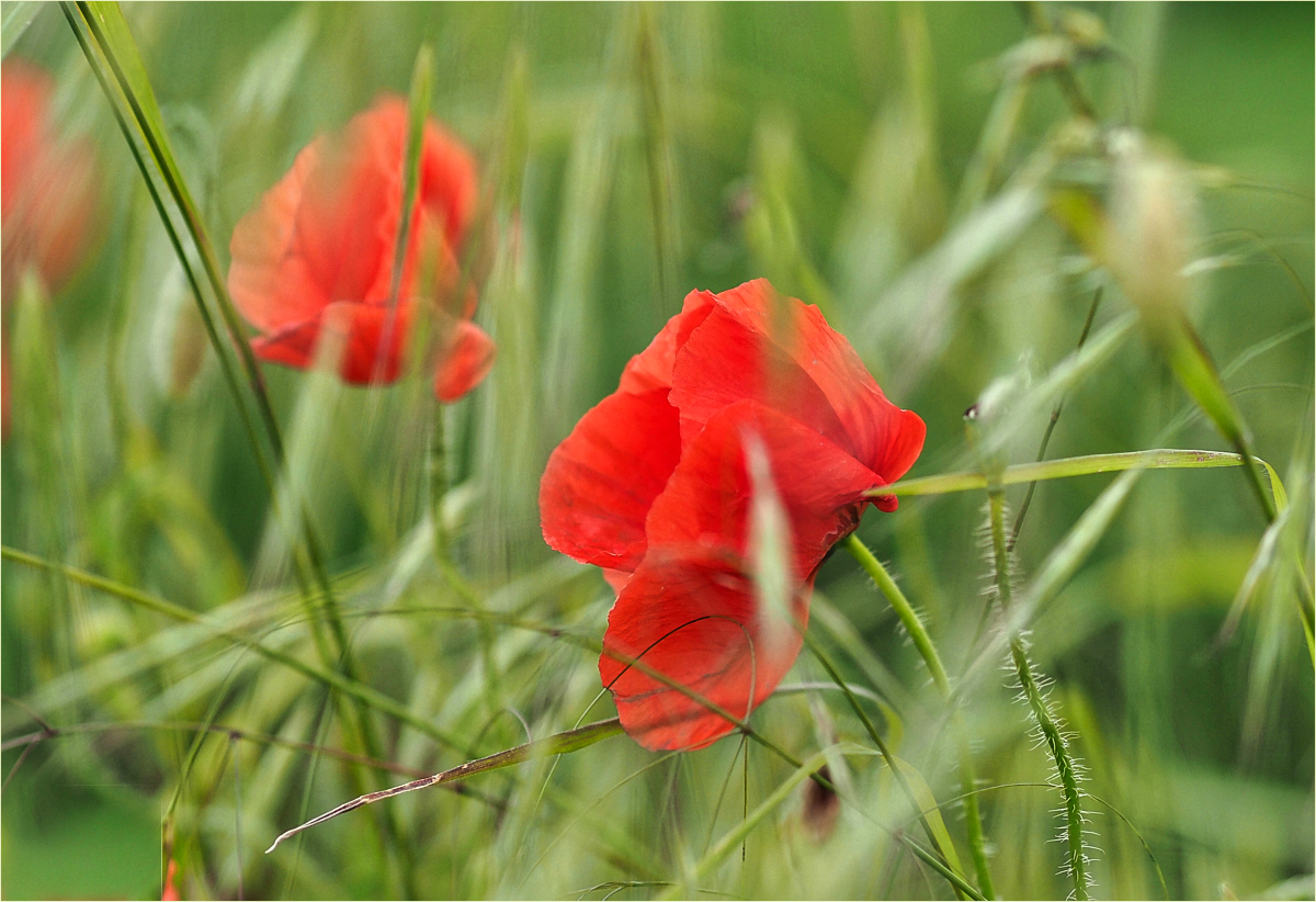 Mohn im Wind