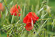 Mohn im Wind
