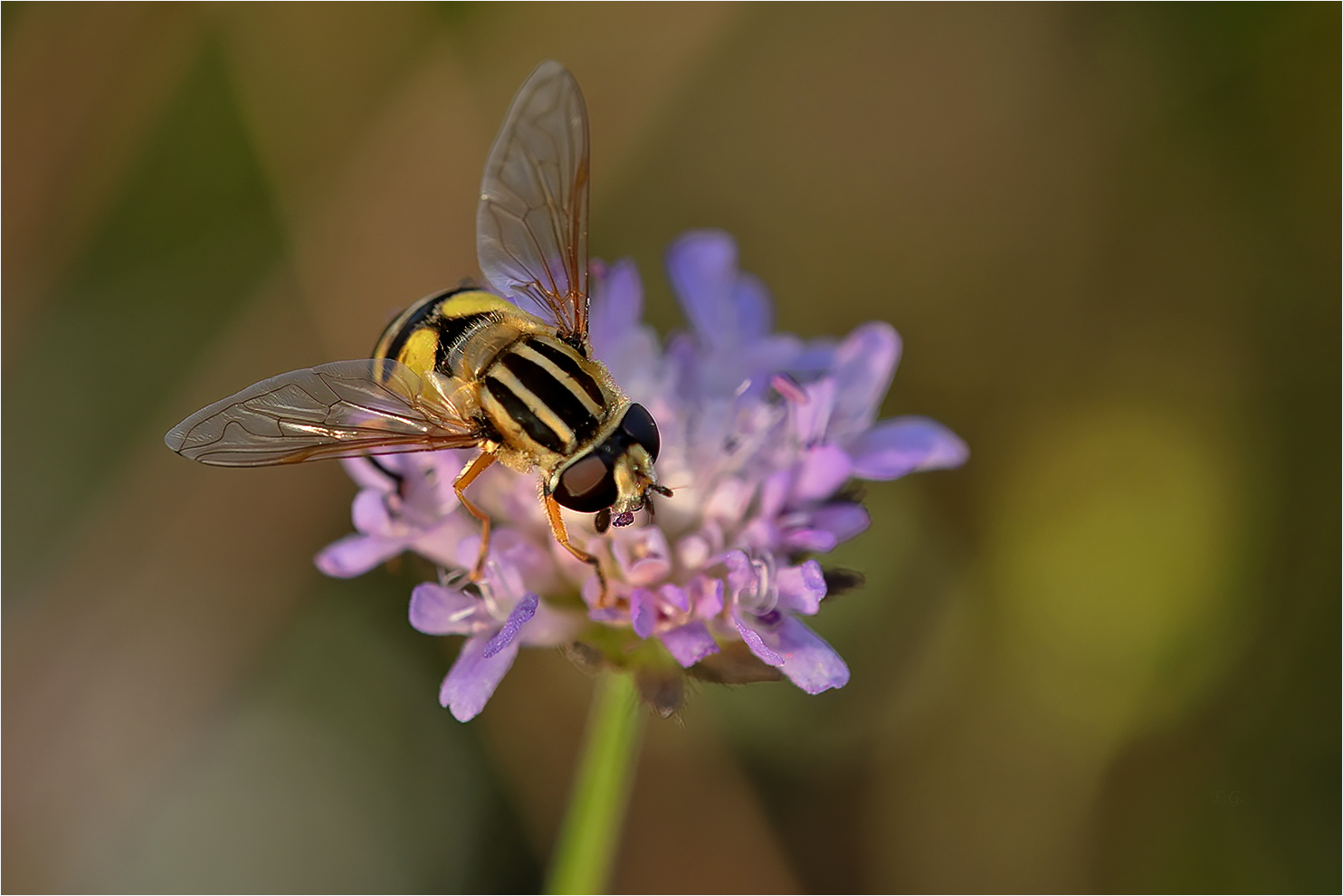 „Schwebfliege auf Skabiose“