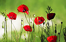 Mohn-Licht-Schatten