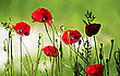 Mohn-Licht-Schatten