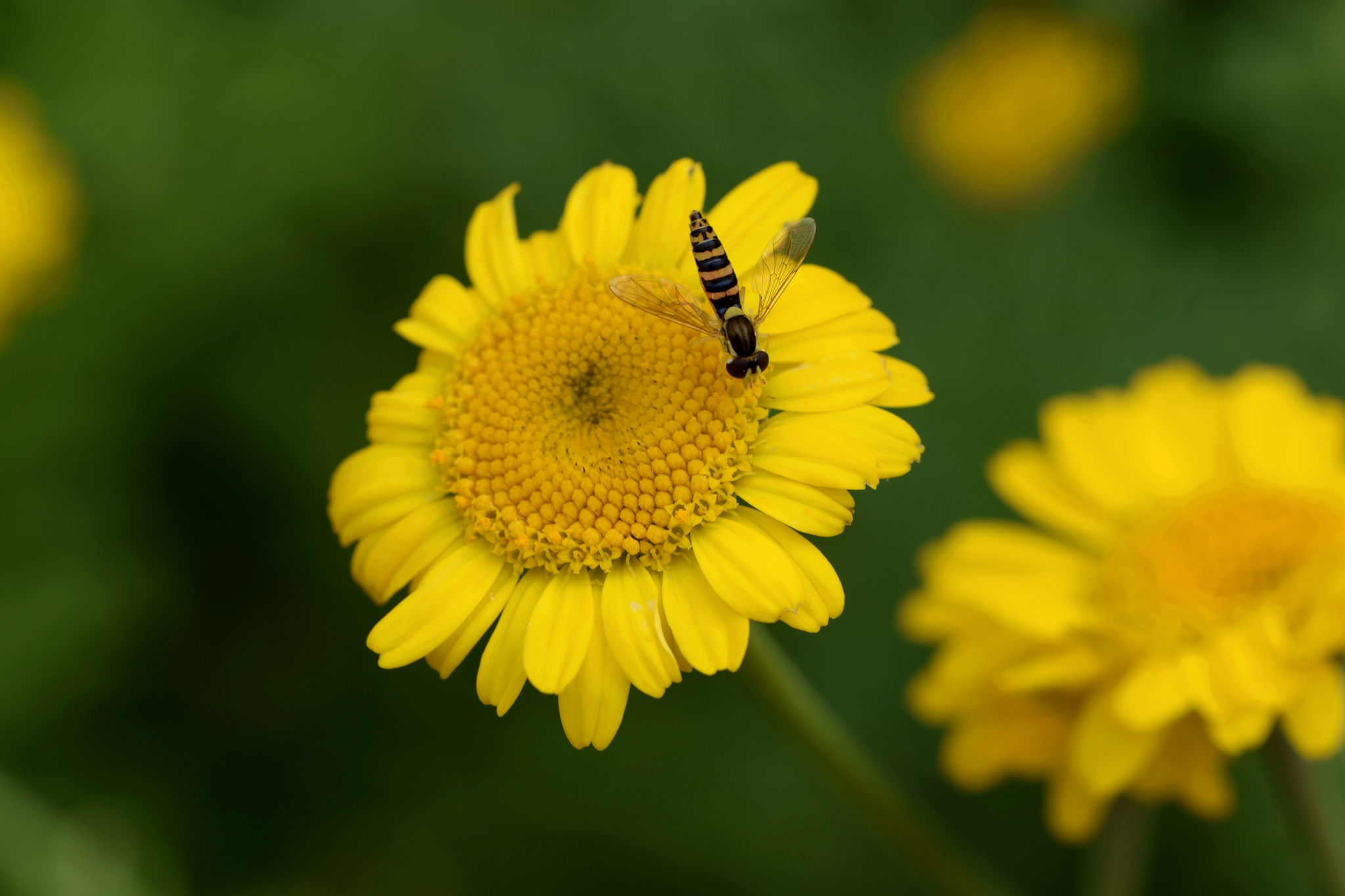 Gelbe Blüte  mit Insekt